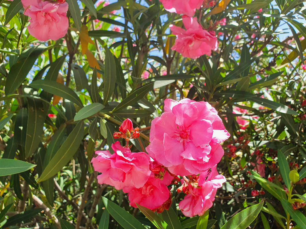 Цветки махрового олеандра на улице Дорога Руппина, Хайфа