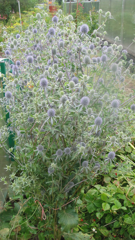 синеголовник (2)