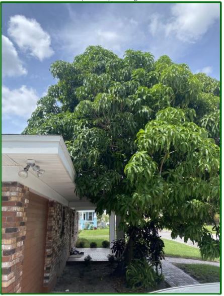 Mango Tree pre-pruning 2020