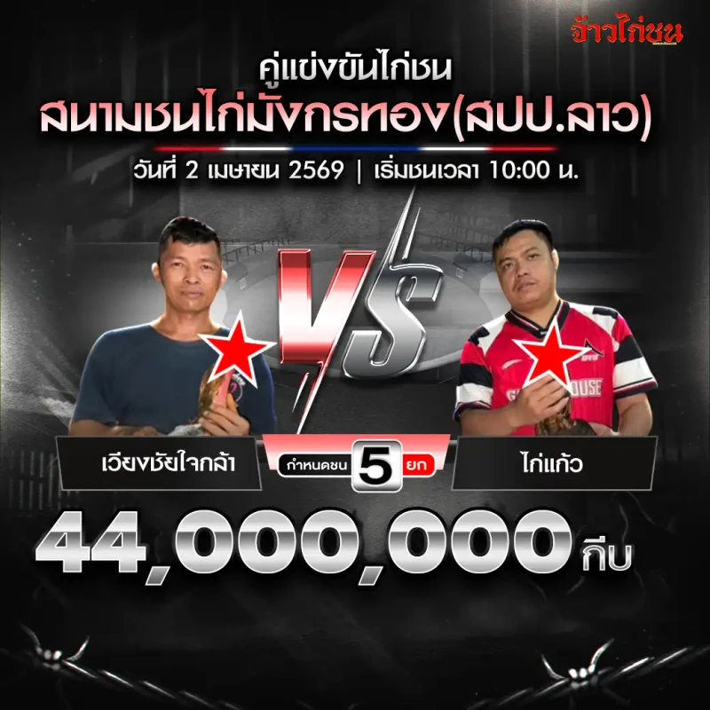 เวียงชัยใจกล้า พบ ไก่แก้ว สรุปผลไก่ชน สนามชนไก่มังกรทอง