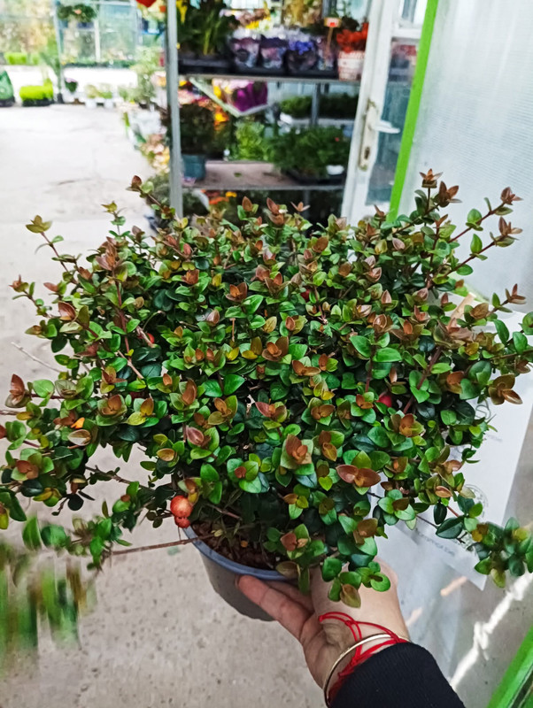 FB_IMG_1760461032873