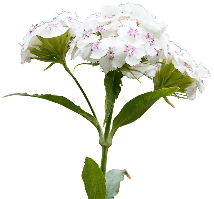 White Flowers 1