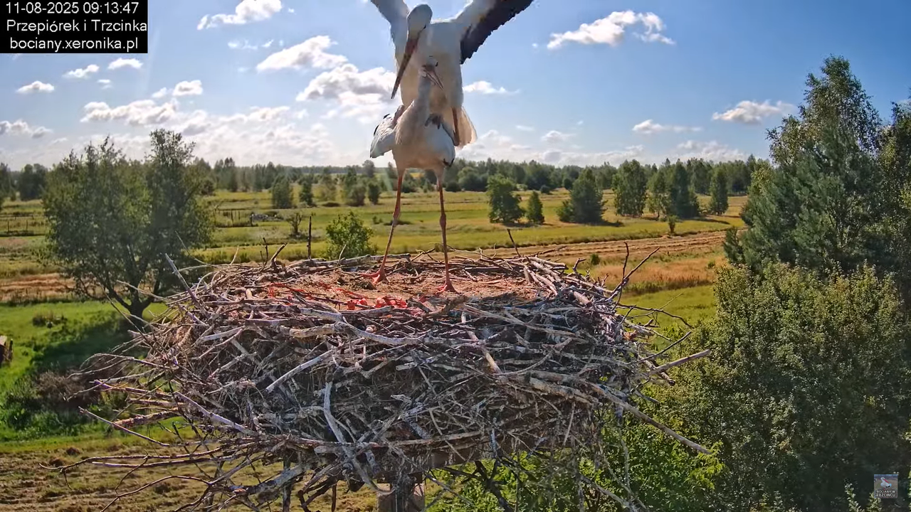 11082025bociany14