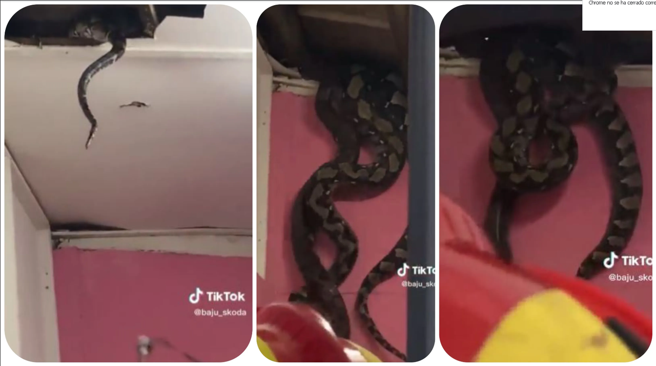 Hallan nido de serpientes sobre el techo de su casa: VIDEO