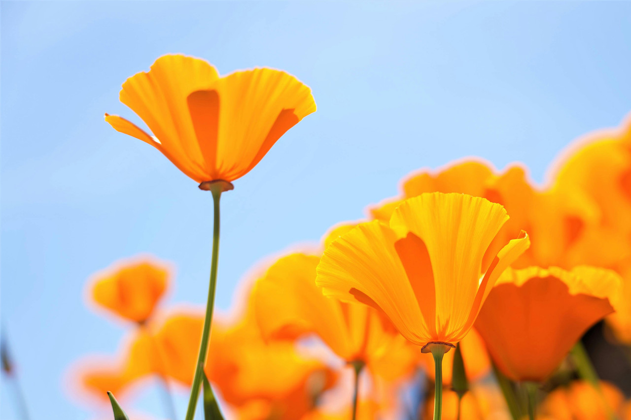 Vibrant orange poppies reaching toward a clear blue sky