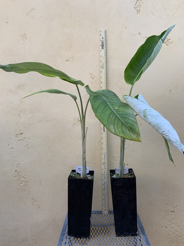 B06EE5D4-98F1-4D57-B432-0D680B0DFEF2