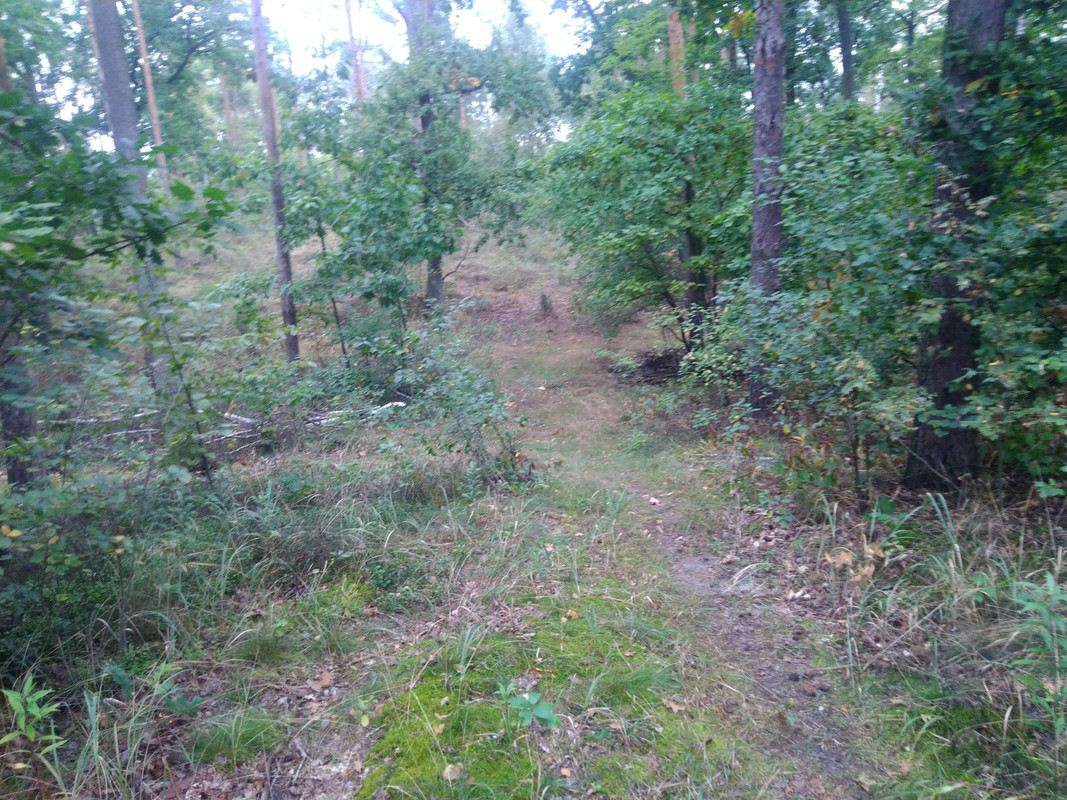 IMG-20210917-123245.jpg