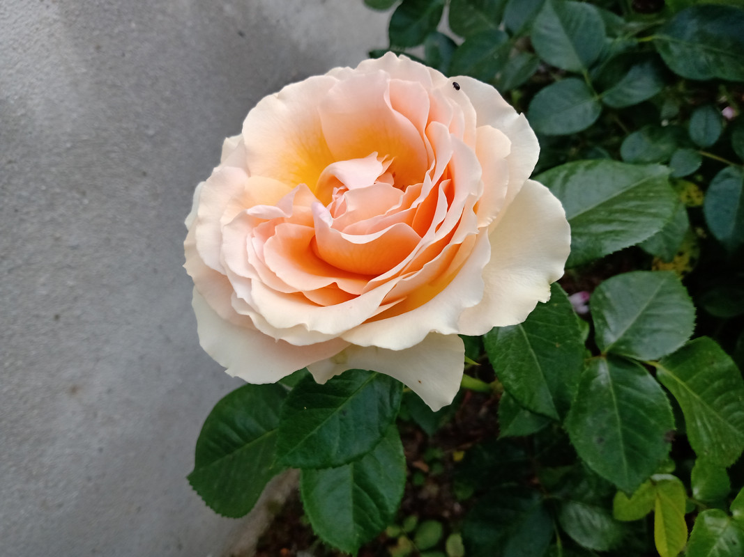 IMG_20230610_152115831