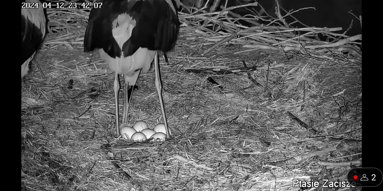 Screenshot_2024-04-13-00-13-26-590_com.google.android.youtube