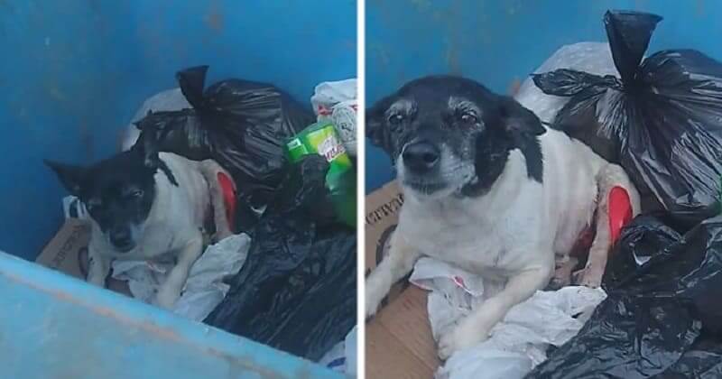Dog With Tumor Thrown In Dumpster Like Trash 