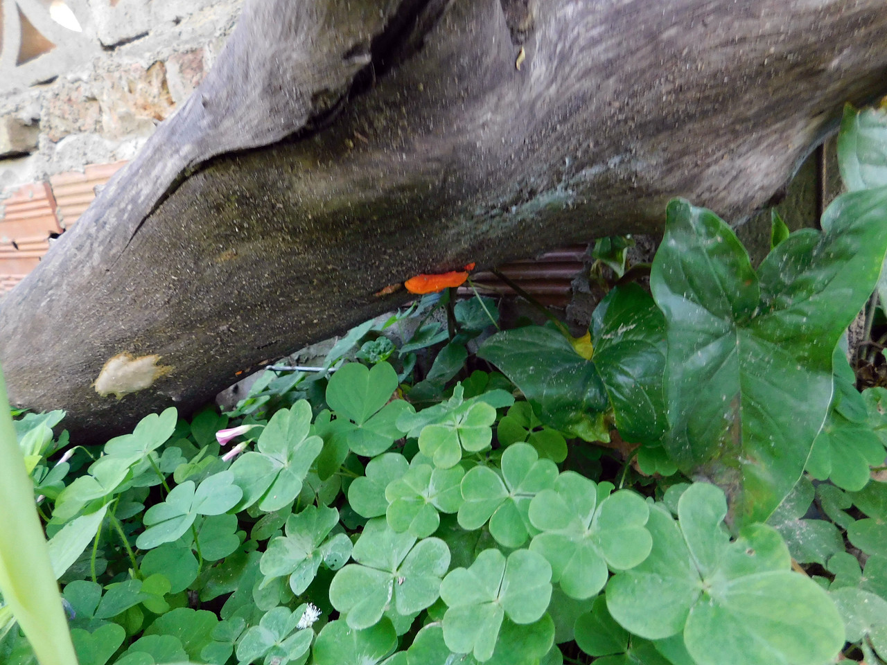 This week's "Fungi-Friday" was held at Our Lady of the Garden [Esp/Eng]