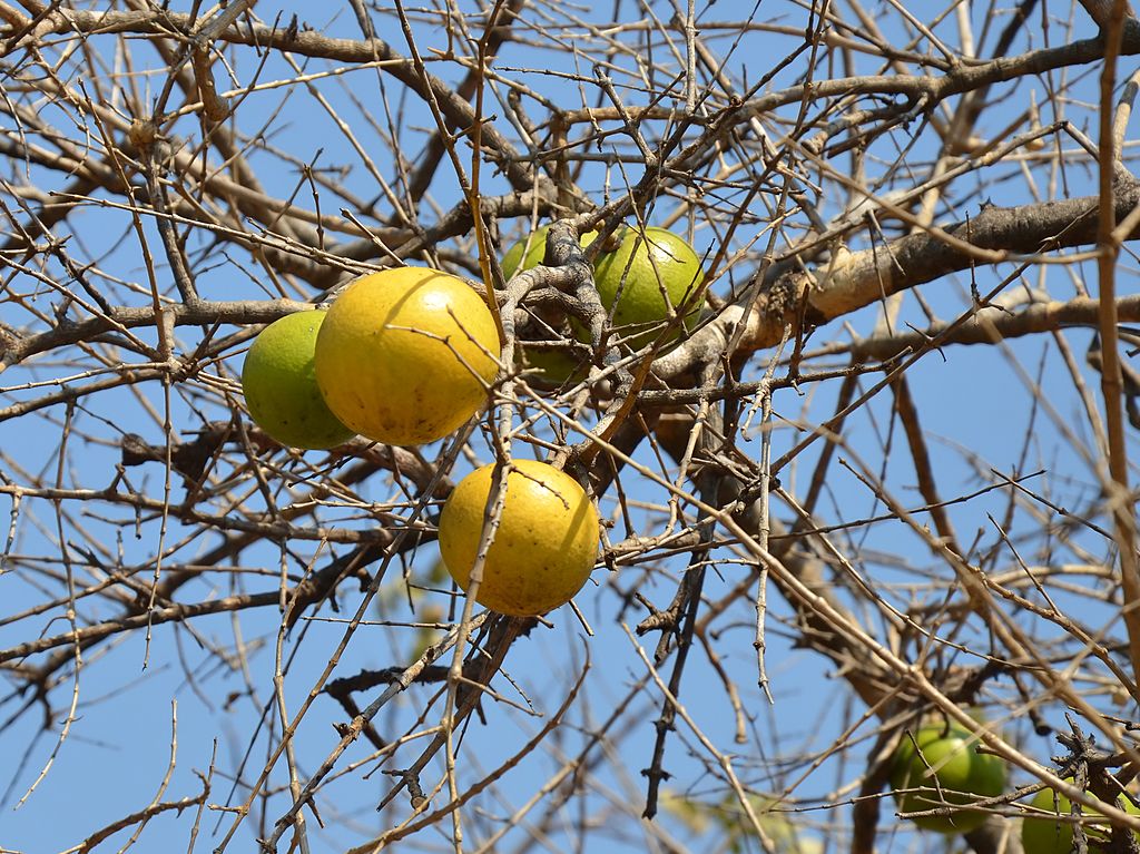 1024px-Strychnos_spinosa_(fruits_in_situ)