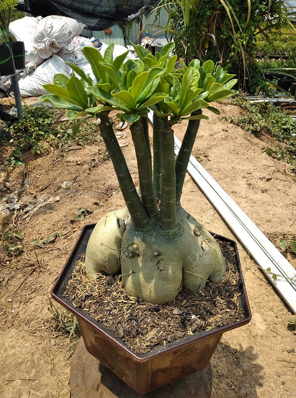 adenium-arabicum-fat-caudex