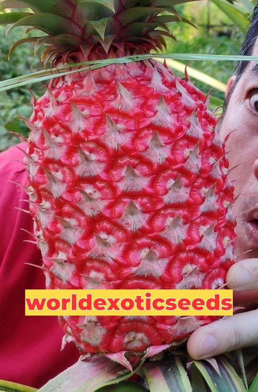 Red pineapple