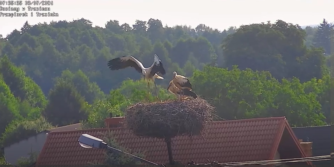 nocwiczebocomamrobic