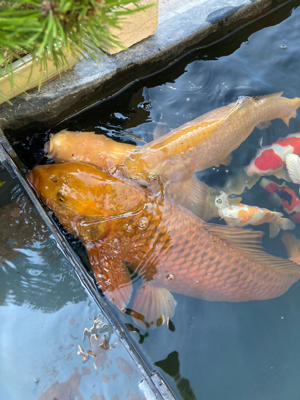 769332E3-316F-4ABC-8A6D-F5390D3574FF