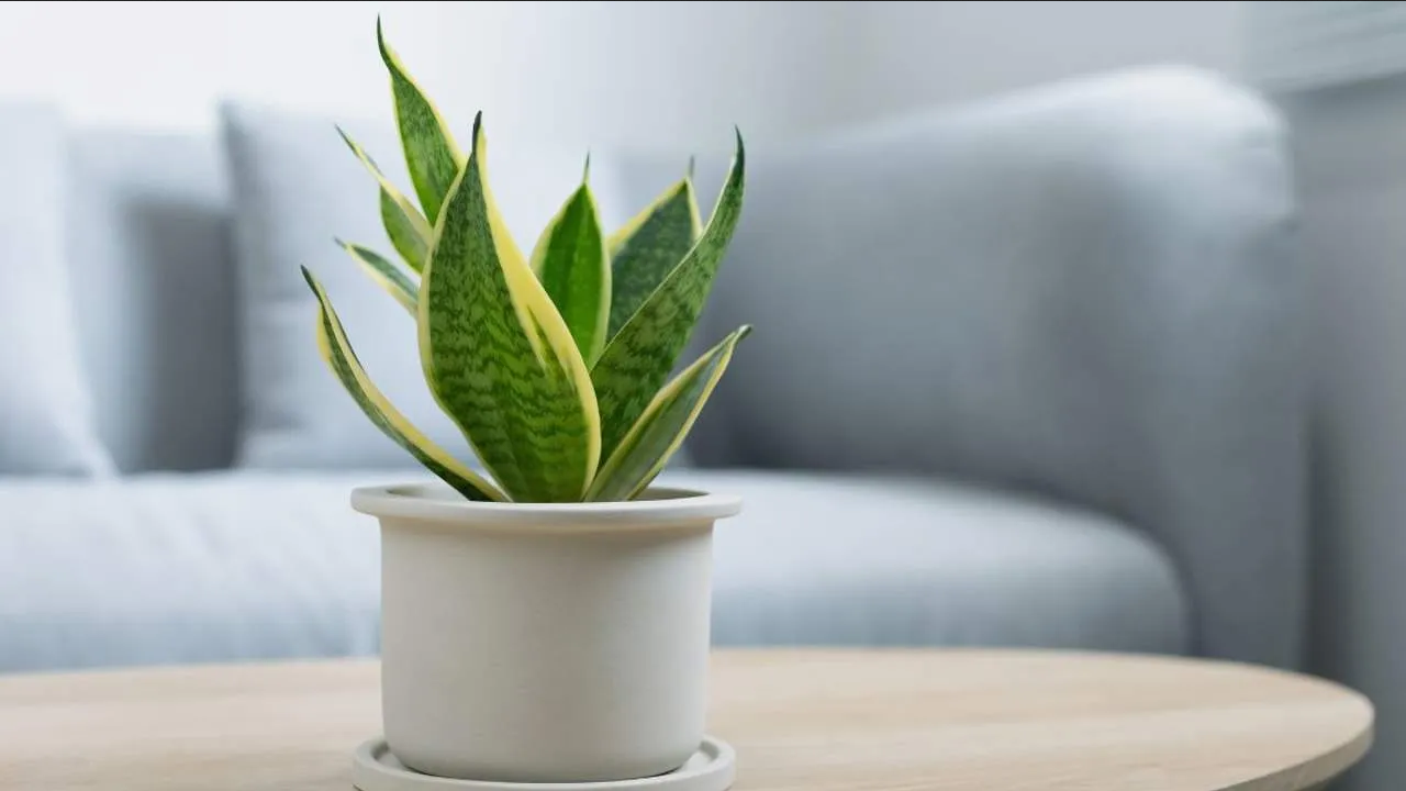 ¿Qué pasa si pones en tu habitación la planta lengua de suegra?