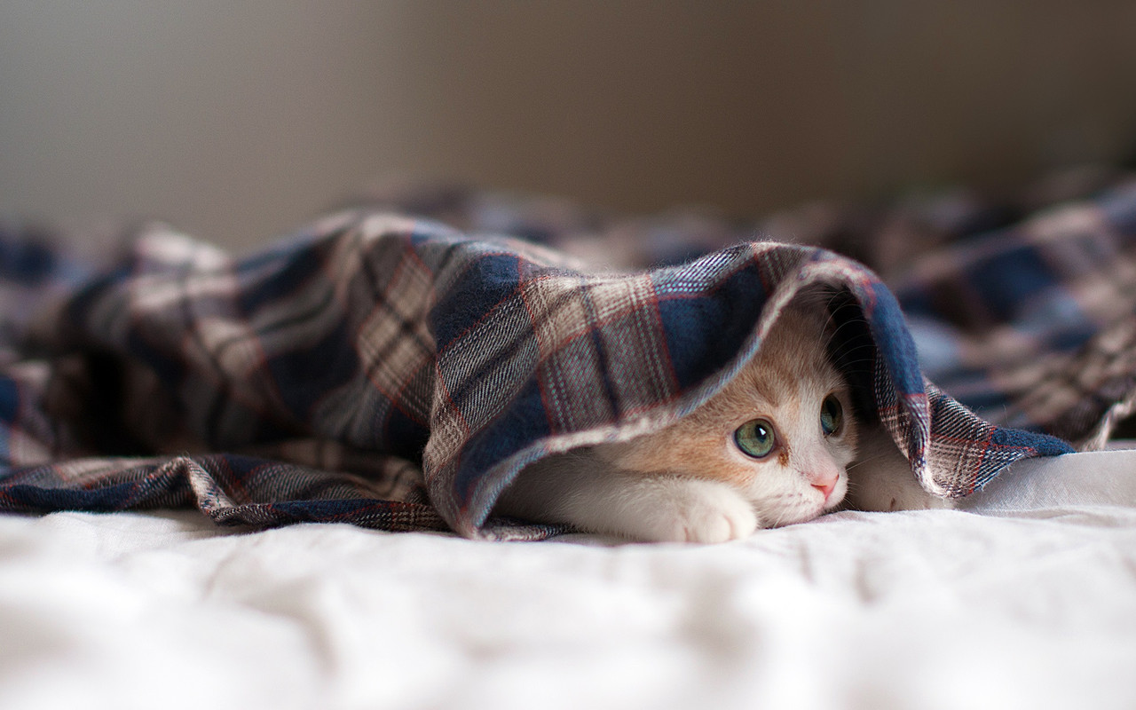 kitten-under-blanket