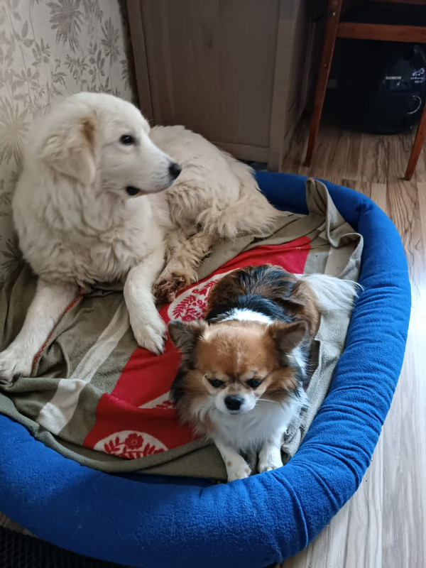 80CB7044-5469-49AD-9FEE-BC3C27EDD0CE