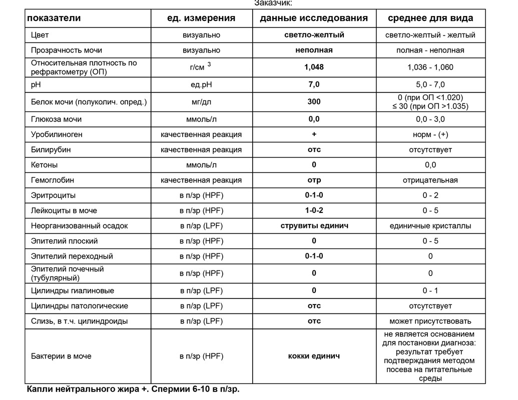 Бактерии и белки в моче. Показатели мочи. Анализ мочи показатели. Общий анализ мочи нормативы. Белок в моче исследование.