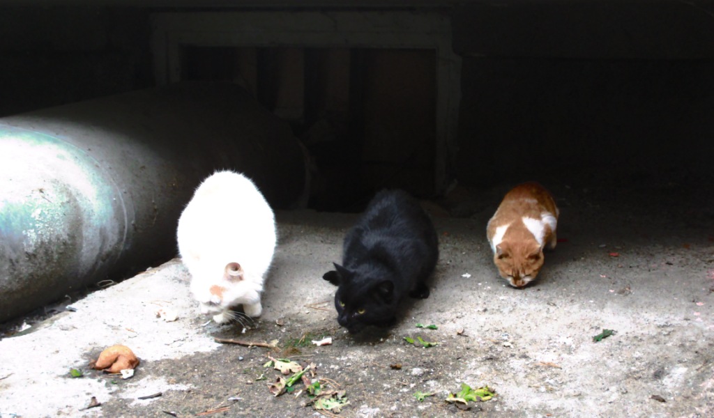 Выбрали? позвоните+375-33-602-45-42 IMG_1264 дифф