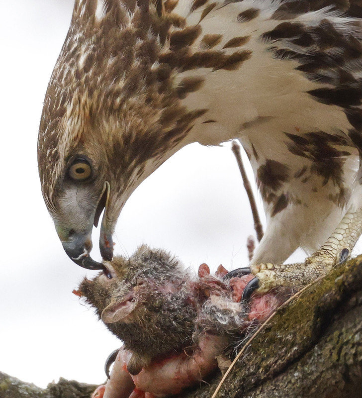 Red-tailed Hawk, Buteo jamaicensis, with Gray Squirrel, Green Lawn Cemetery, Franklin County, Ohio, 