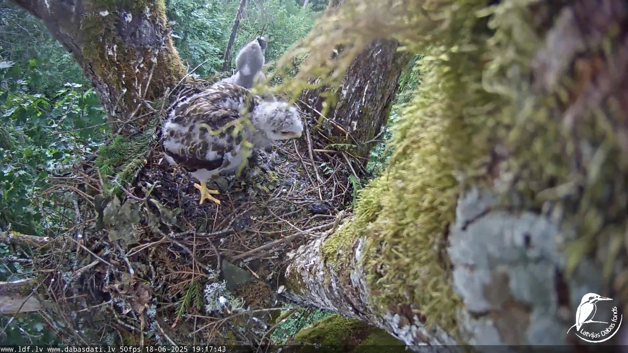 Melnās klijas (Milvus migrans) Kurzemē_ peļu klijāni (Buteo buteo) 14-57-8 screenshot