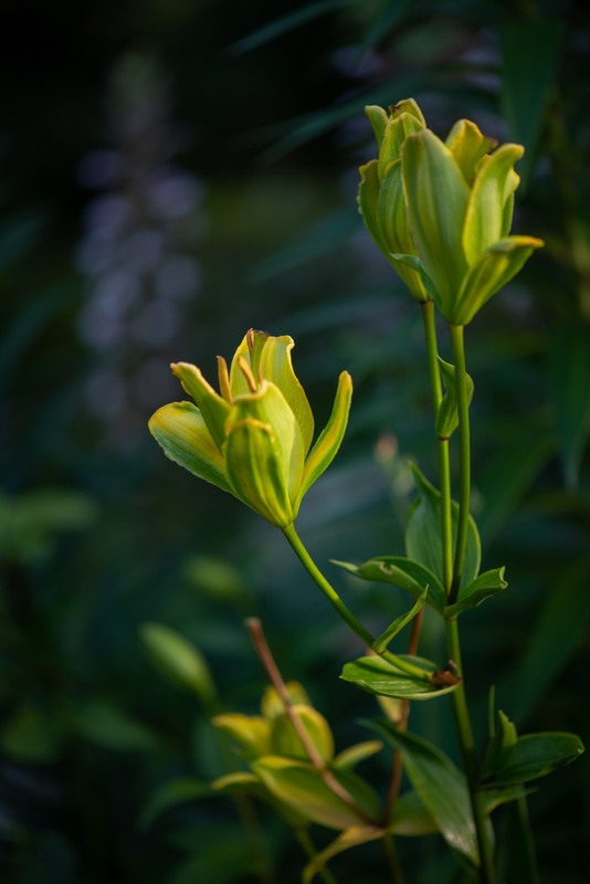 IMG-d41b87e41c6b7d6b73f03b7f634a31d4-V