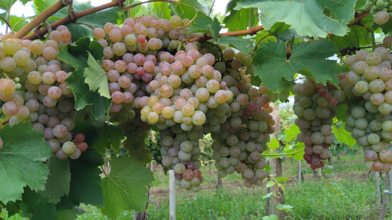 Uva Moscatel San Martín Mendoza