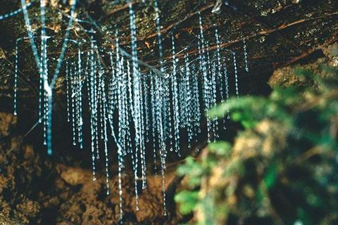 Kawiti Glow Worm Caves, Hundertwasser Exhibition Centre & Opua Forest Walk Tour | Shaara Deals 