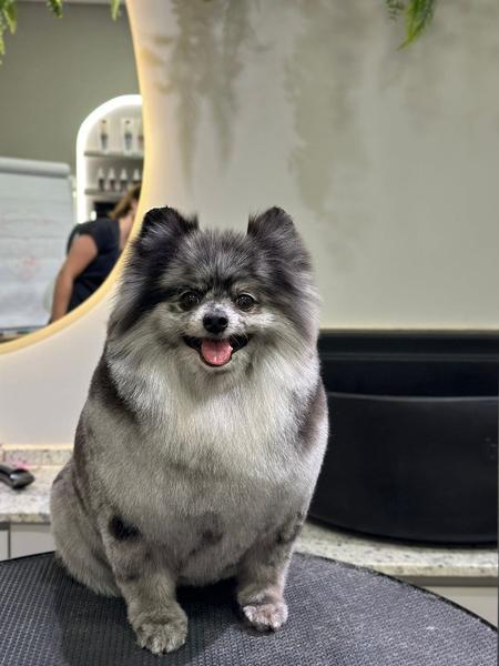 Cão atendido no Banho Prime — foto 4
