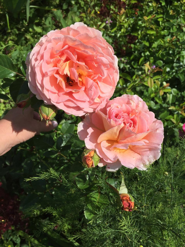 2E38D153-1B47-4098-87BB-83971374D8D8