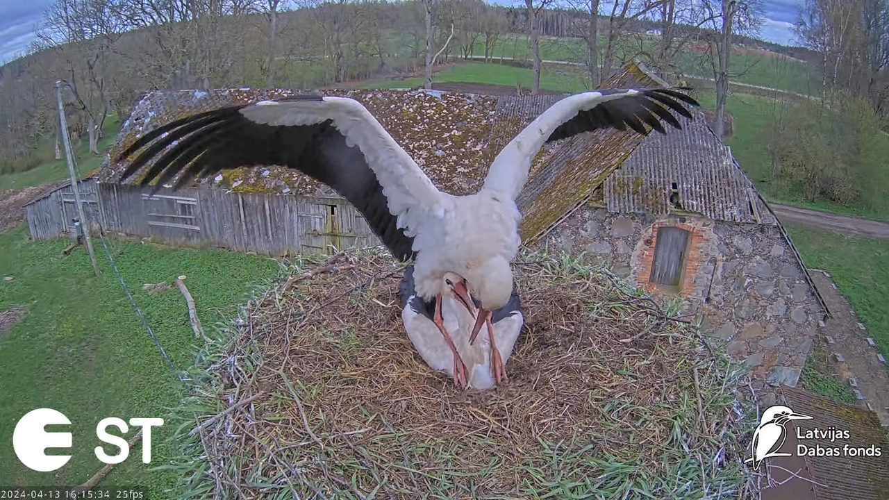 Baltie stārķi (Ciconia ciconia) Tukuma novadā - LDF tiešraide __ White storks in Tukums, Latvia 8-13