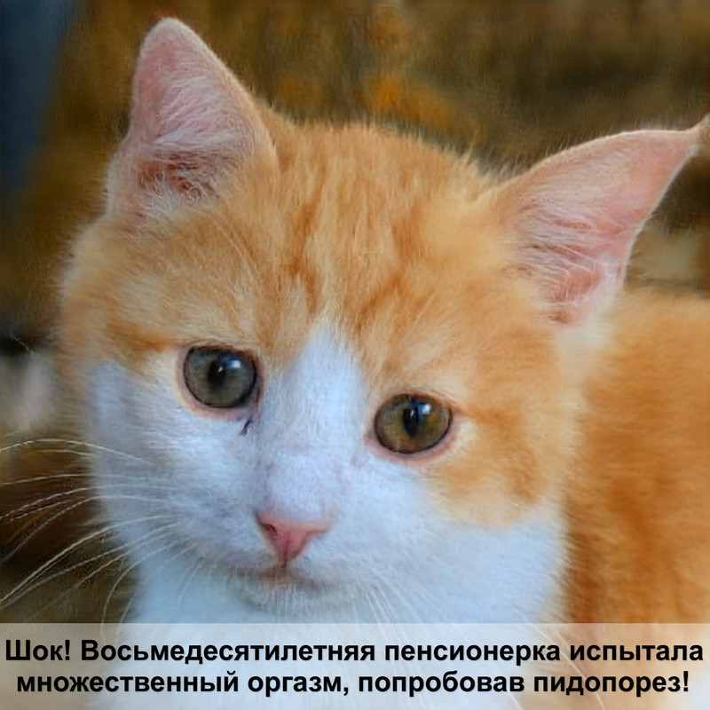 британская длинношерстная кошка окрасы