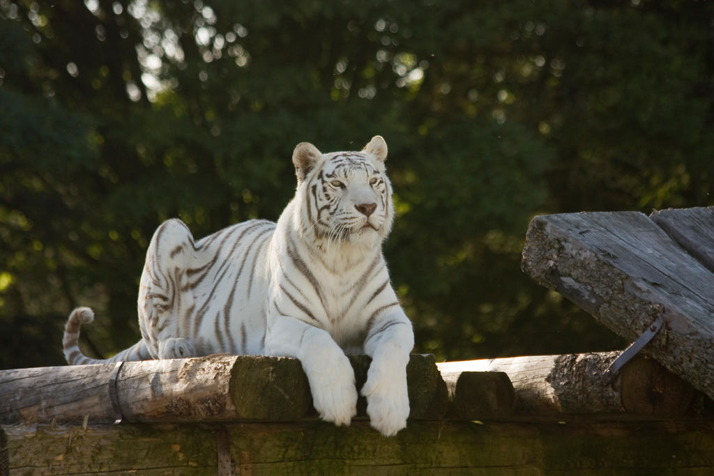stukenbrock-14-tiger-009-by-dark-wolfs-stock-d8mupa8-fullview.jpg