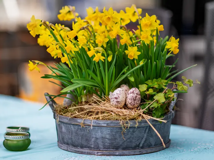 narcisky-velikonoce-novy