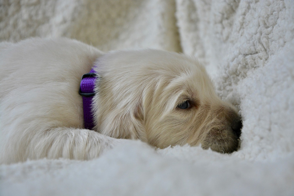 purple-golden-retriever-puppy-3783510-1280.jpg
