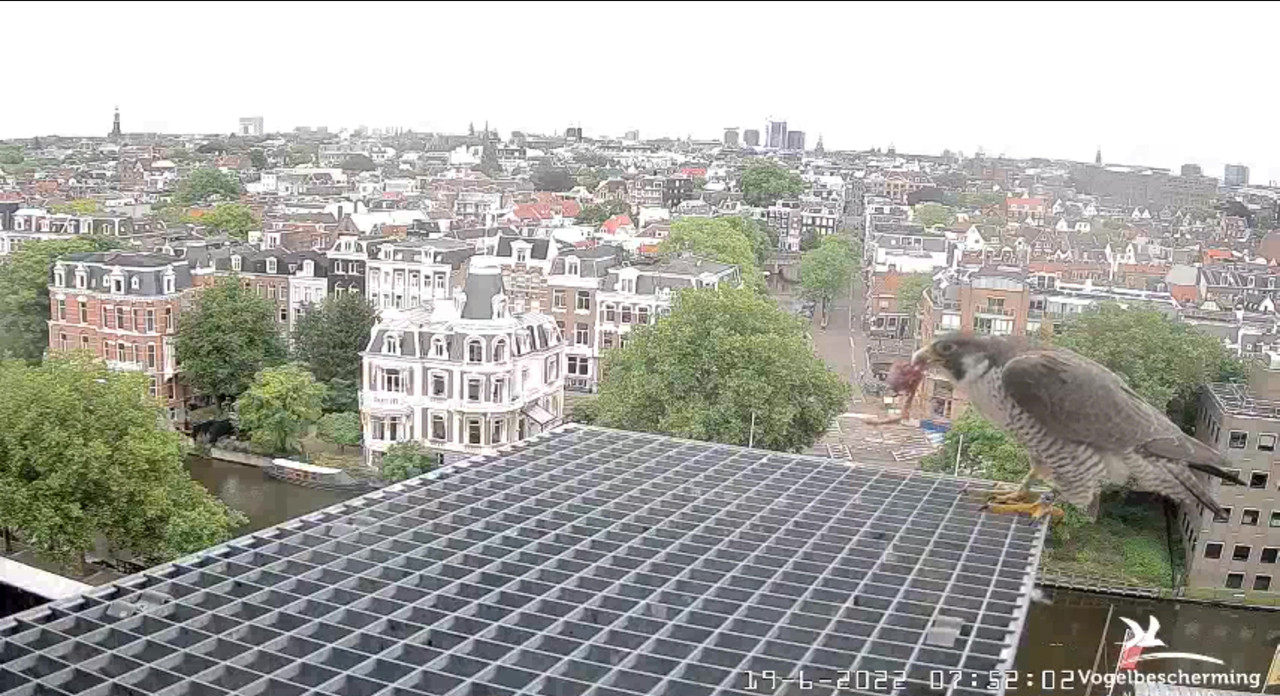 Amsterdam/Rijksmuseum screenshots © Beleef de Lente/Vogelbescherming Nederland - Pagina 29 Video-2022-06-19-075320-Moment-2