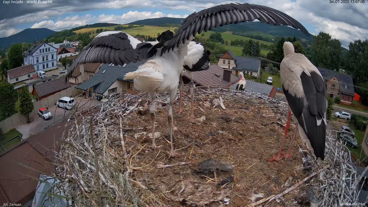 Tiešraides kamera — Mladé Buky — stārķa ligzda 4K 14-43-1 screenshot