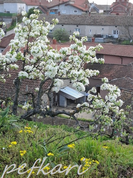 Slika