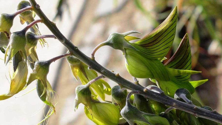 Интересные факты про Зелёный цветок колибри - удивительная Crotalaria cunninghamii Интересные факты про Зелёный цветок колибри - удивительная Crotalaria cunninghamii
