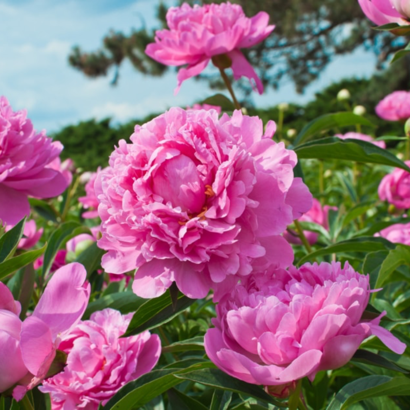 0xstephanie.eth Ethereum Name Service (ENS and .eth domain) PFP