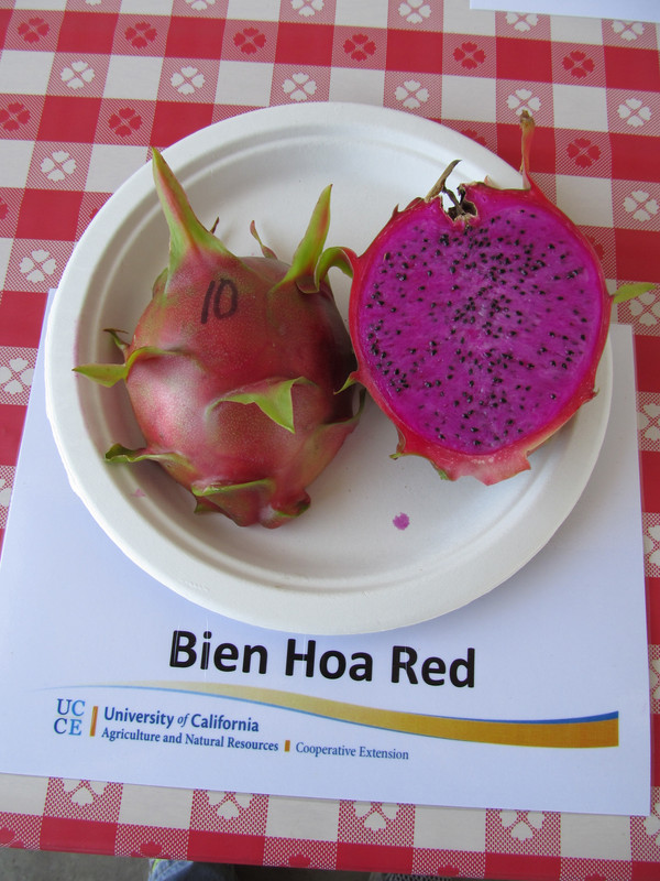 dragon fruit day 053