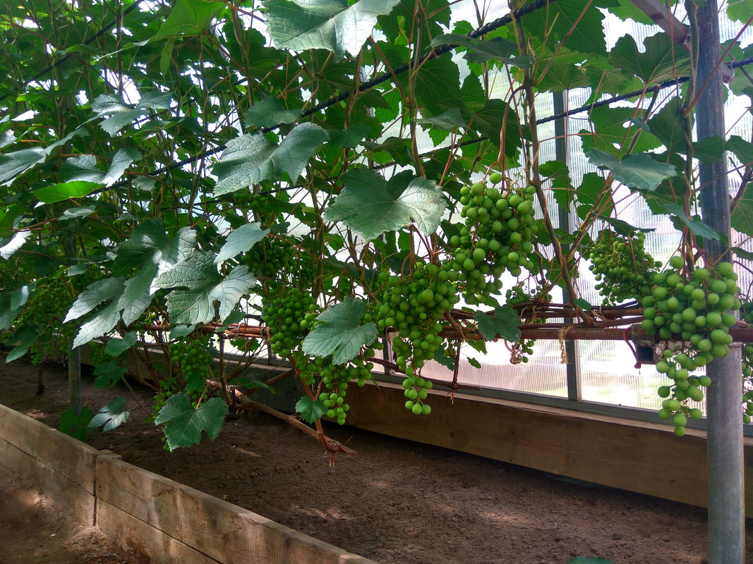 Загадка Шарова...  (фото от 11.07.2018).