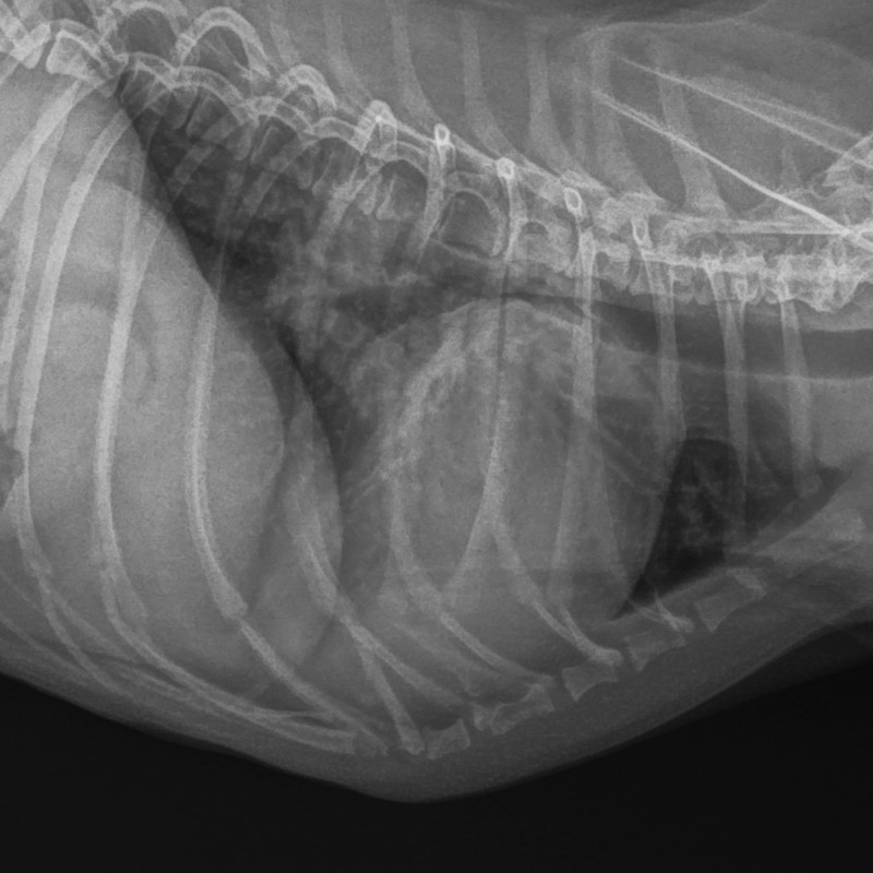 Грудная клетка Мелкий _ 10 kg-Грудная клетка VD_DV-06.07.2023-16_40_28-128