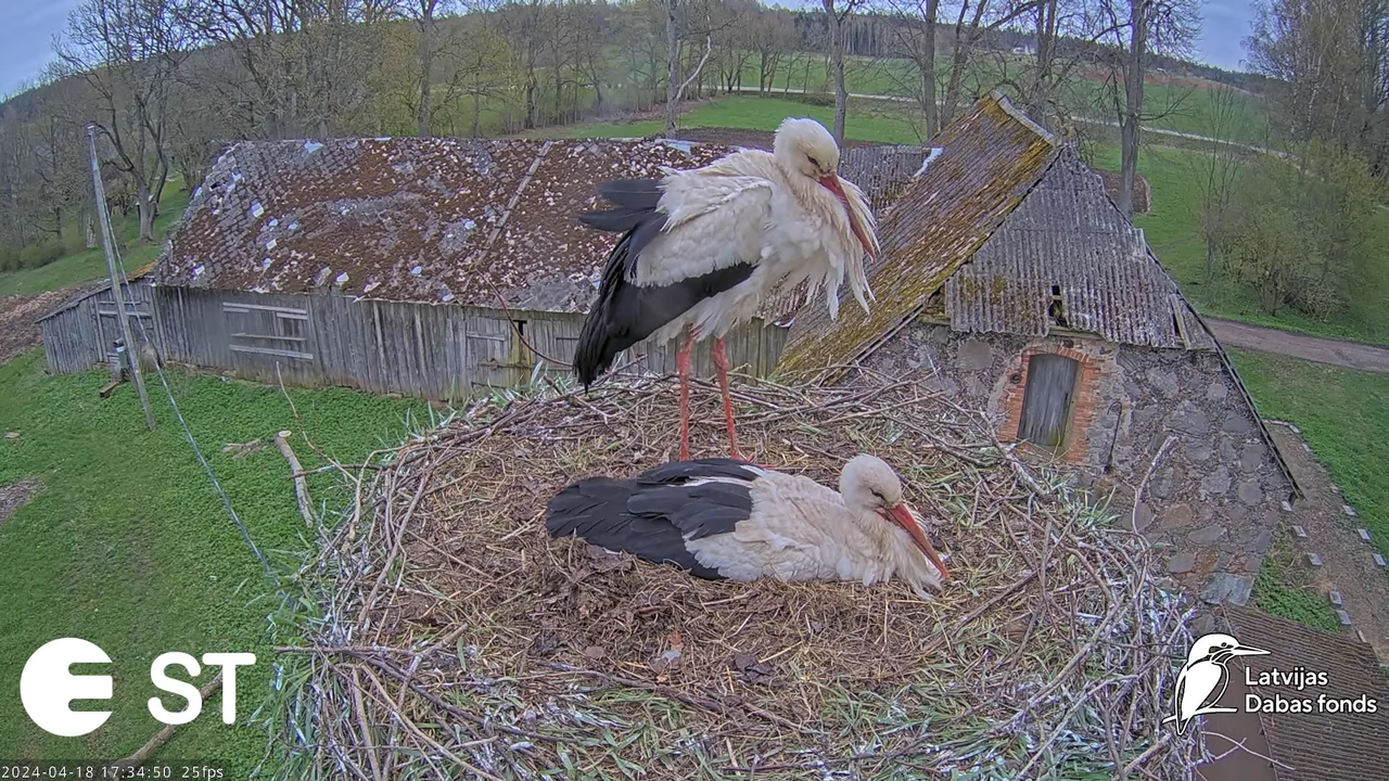 Baltie stārķi (Ciconia ciconia) Tukuma novadā - LDF tiešraide __ White storks in Tukums, Latvia 11-1