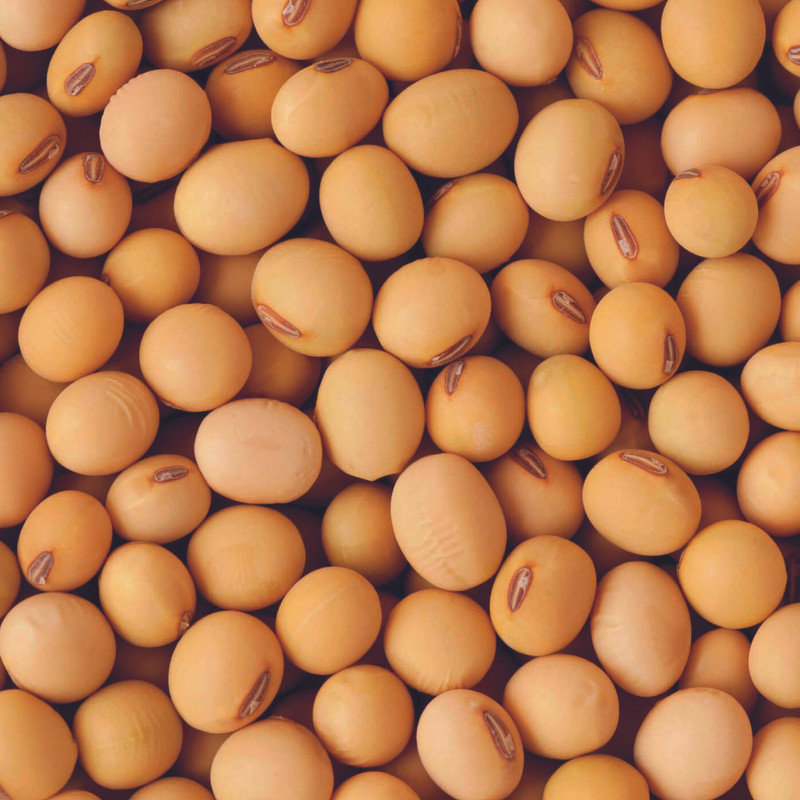 Protéine de Soja - Ingrédients Cosmétiques Naturels du Maroc