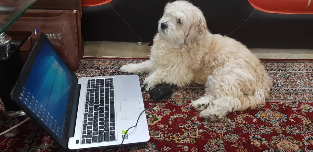 volghanhosseini (10)