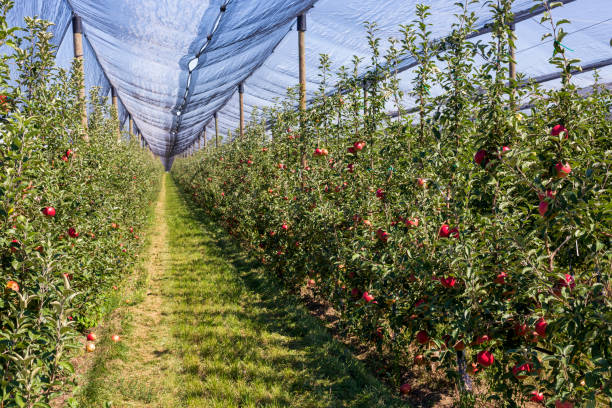 Agricultural Netting