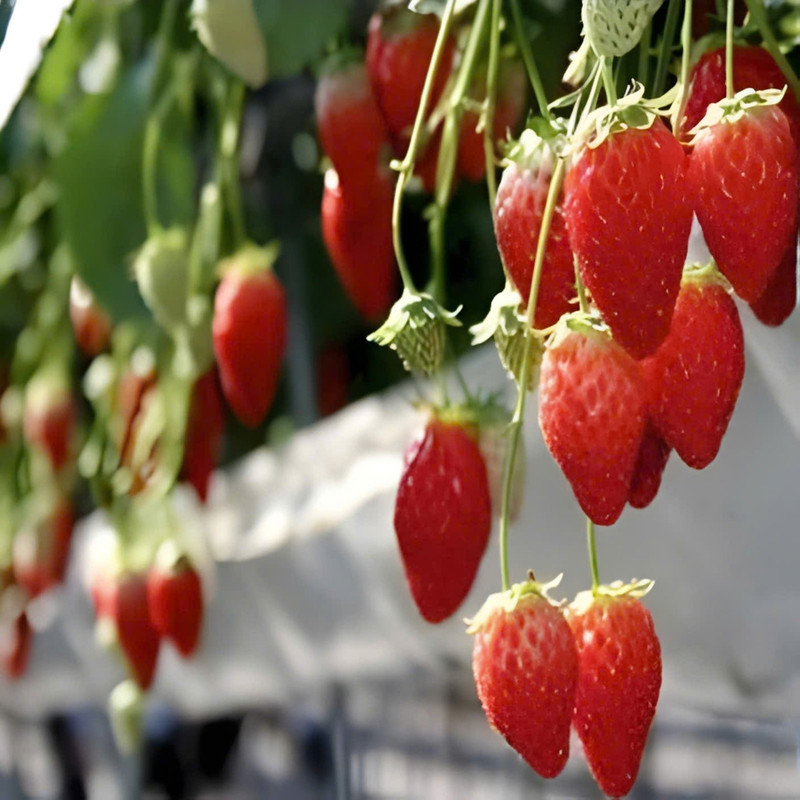 Săn mây Đà Lạt 3